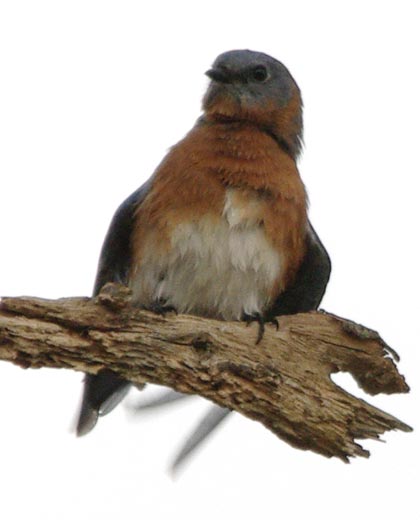Eastern bluebird