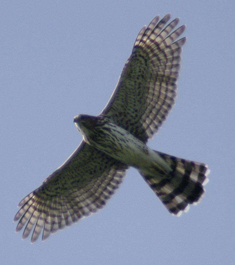 Cooper's hawk overhead