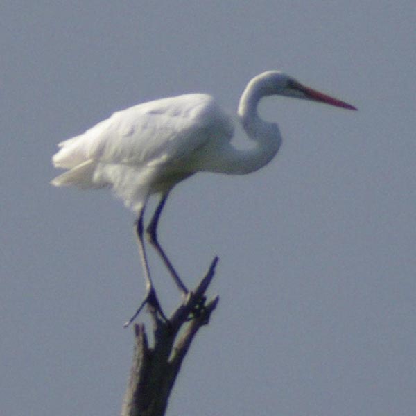 Great egret