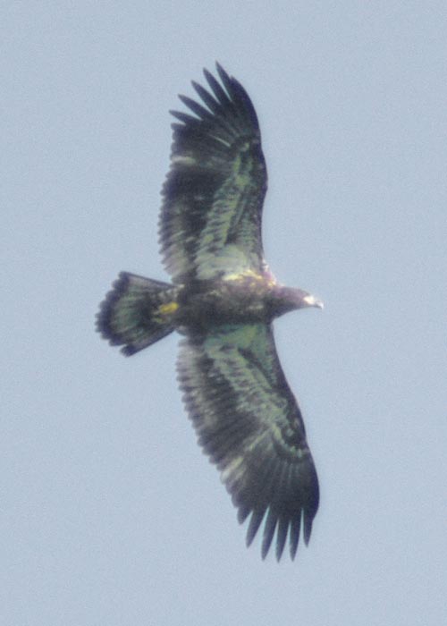 Juvenile bald eagle