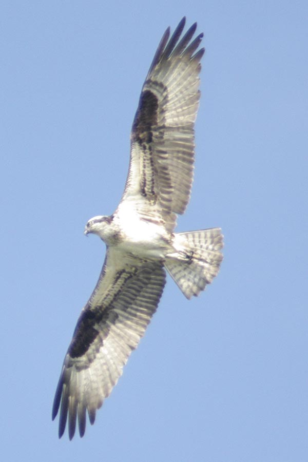 Osprey overhead
