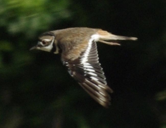 Killdeer flying