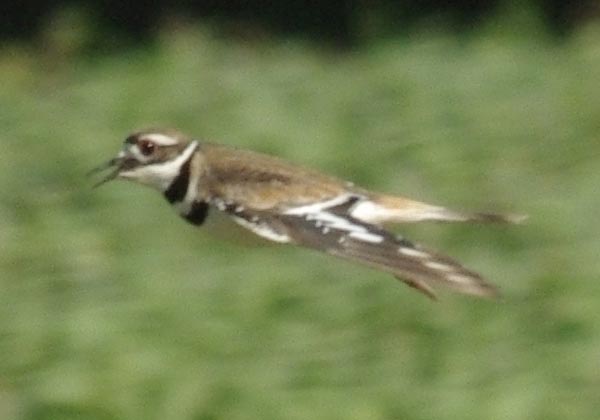 Killdeer flying