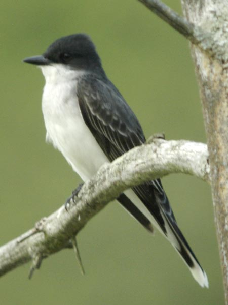 Eastern kingbird