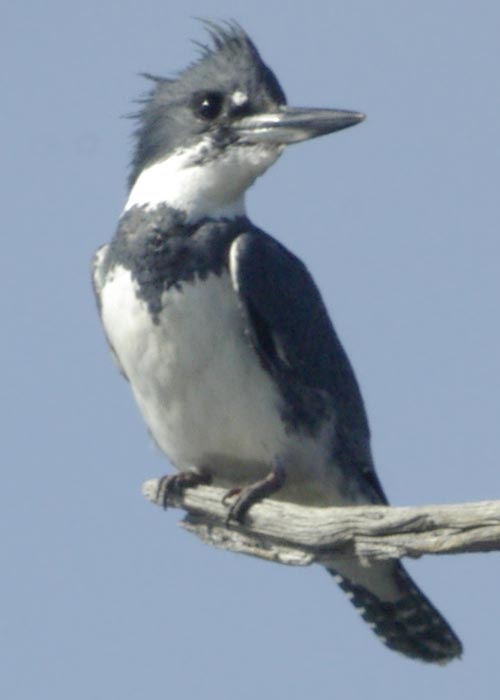 Male belted kingfisher