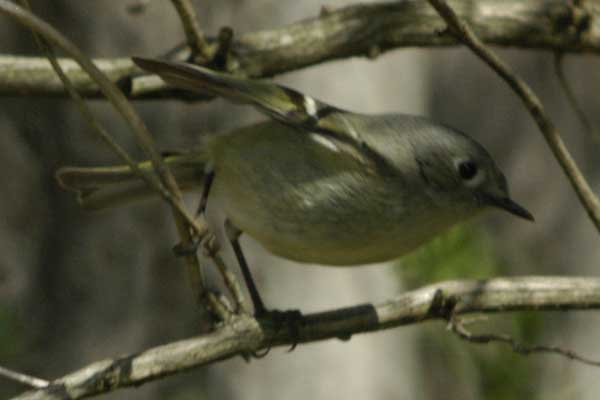 Kinglet ready to fly