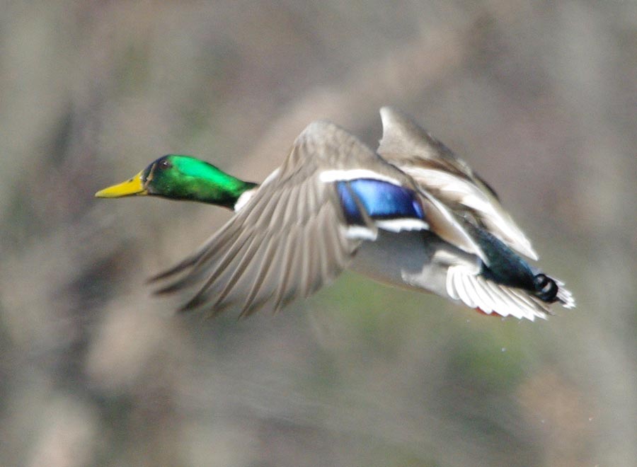 Male mallard flying