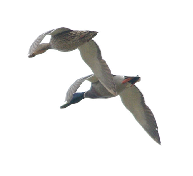 Mallard couple synchronized flying