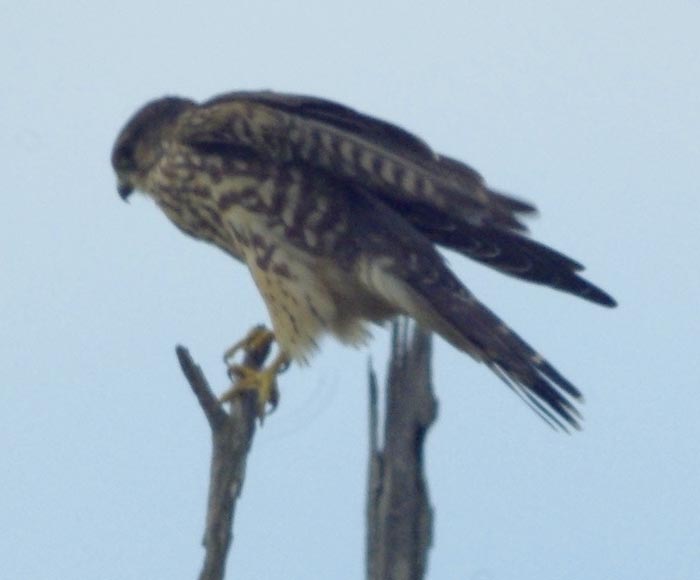 American kestrel taking off