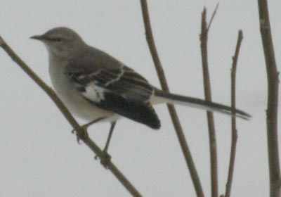 Northern mockingbird