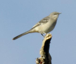 Northern mockingbird