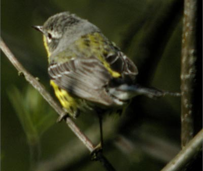 Female magnolia warbler