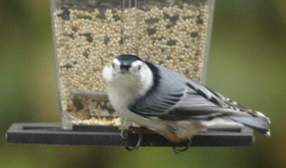 Very intense white-breasted nuthatch