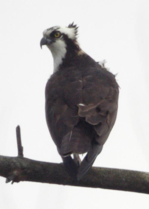 Perching male osprey