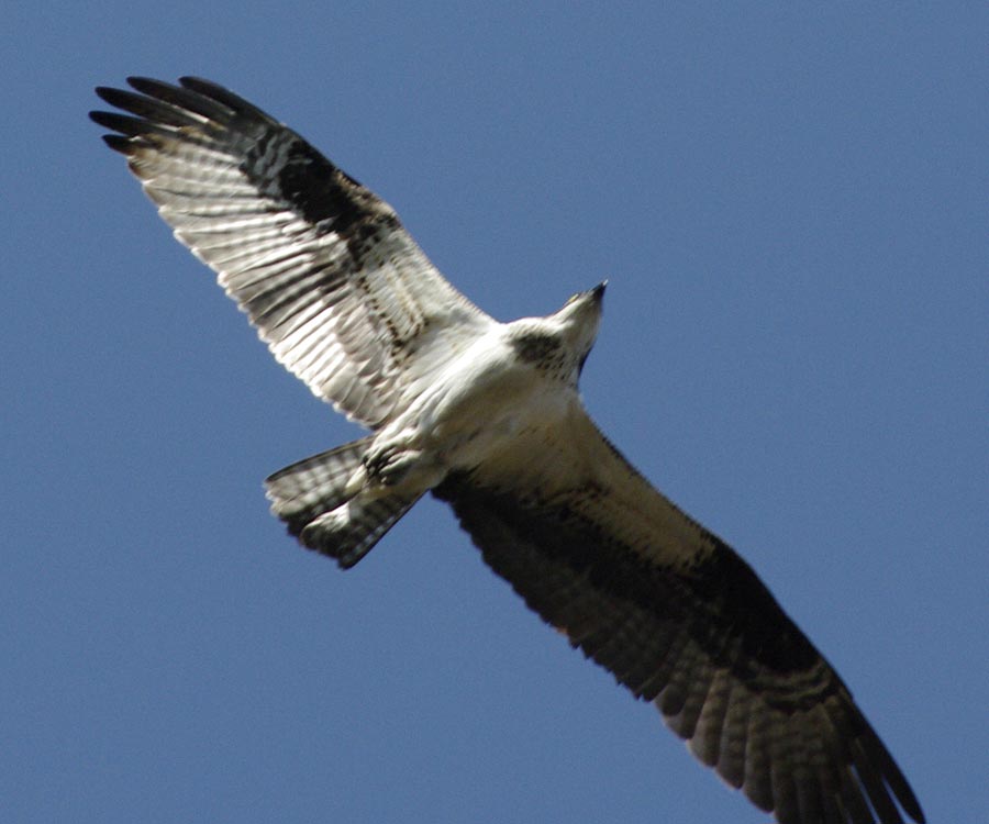 Osprey overhead