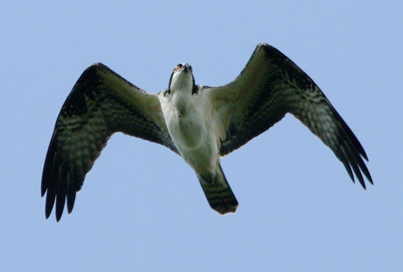 Osprey incoming