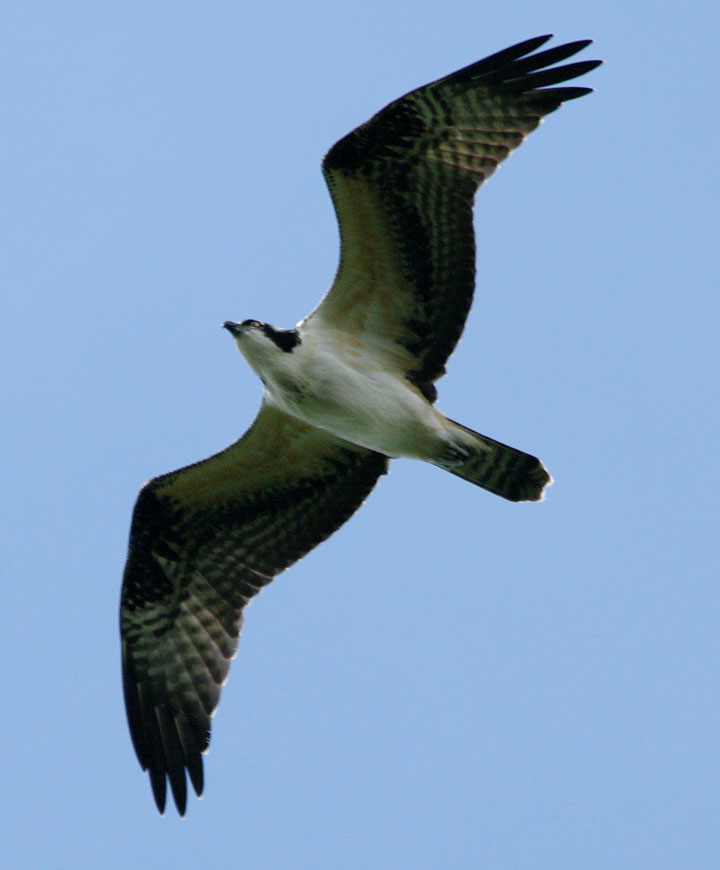Osprey overhead