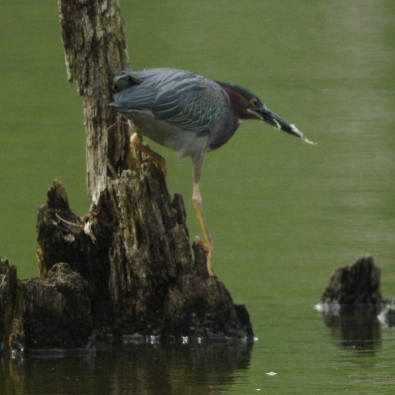 Green heron with bait