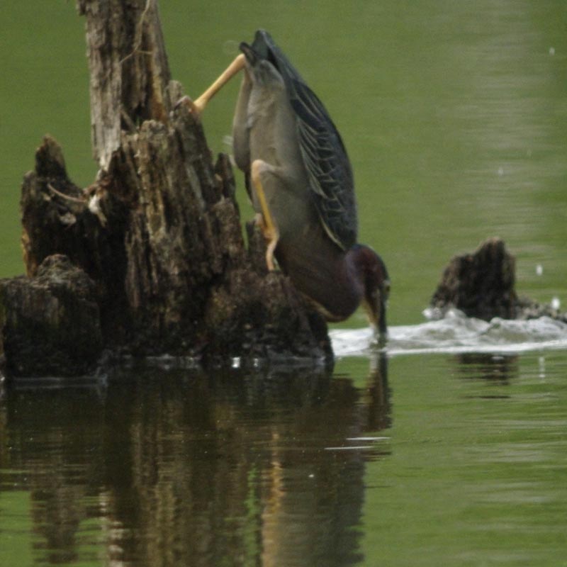 Green heron strikes