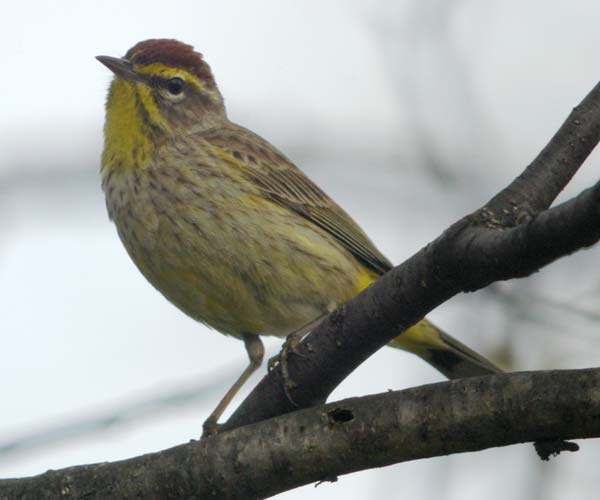 Palm warbler