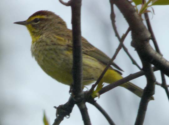 Palm warbler