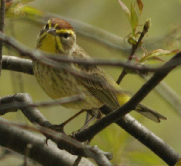 Palm warbler