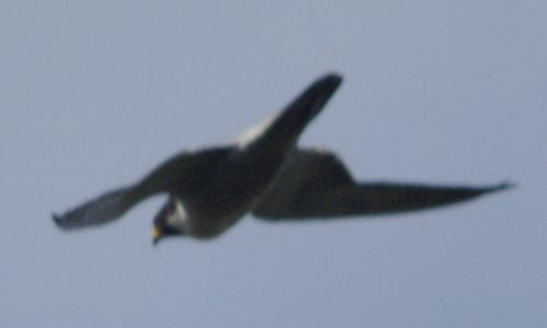 Peregrine falcon from the rear