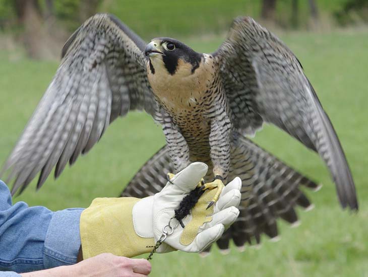 Isis the peregrine falcon
