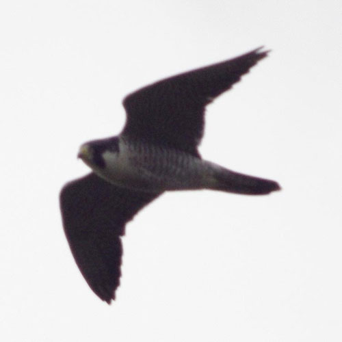 Peregrine falcon (somewhat dark)