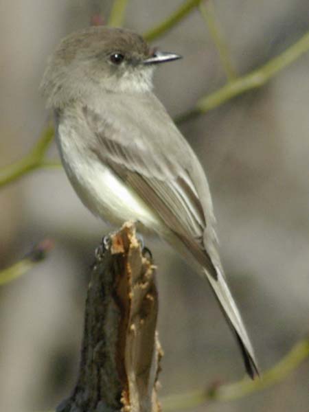 Eastern phoebe with head turn