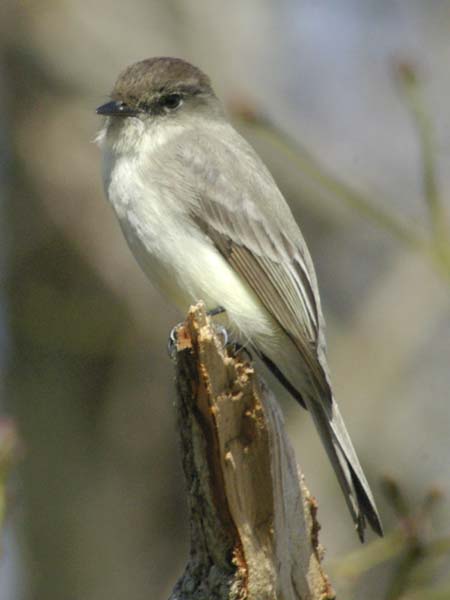 Eastern phoebe