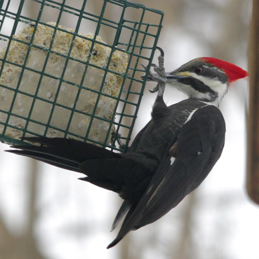 Ms. pileated woodpecker on suet