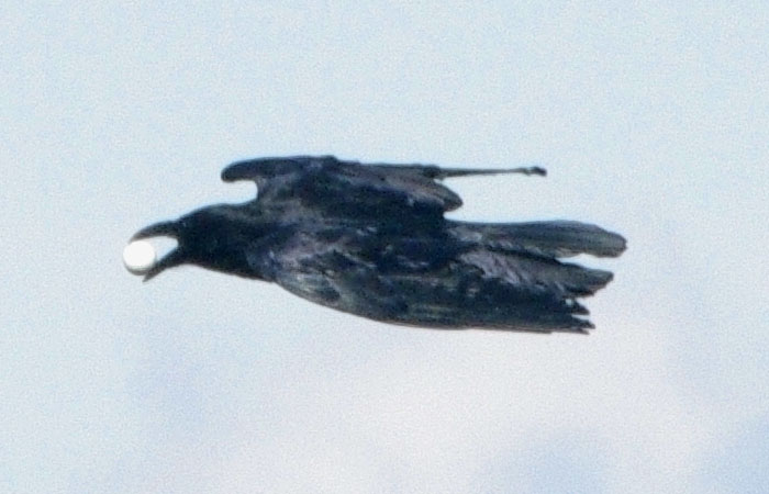 Raven with golf ball, Oct. 2010