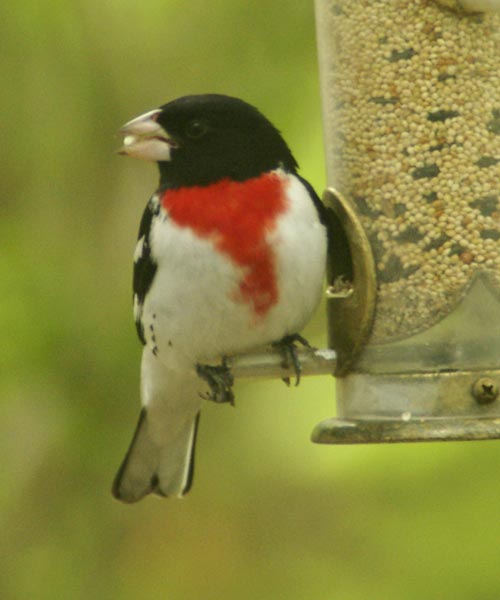 Male rose-breasted grosbeak