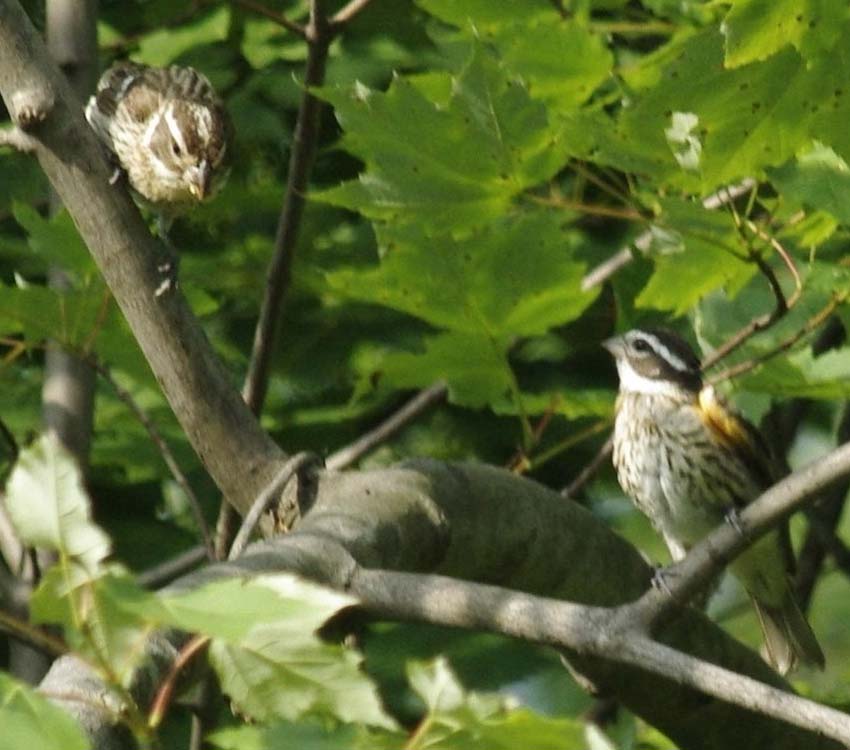 Juvenile and female rose-breasted grosbeaks