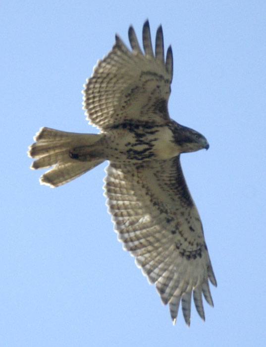 Red-tailed hawk