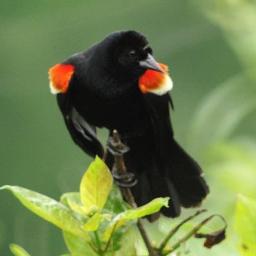 Red-winged blackbird