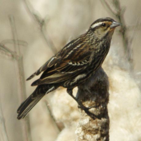 Female red-winged blackbird