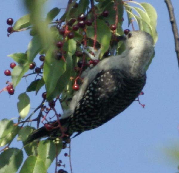 Immature red-bellied woodpecker
