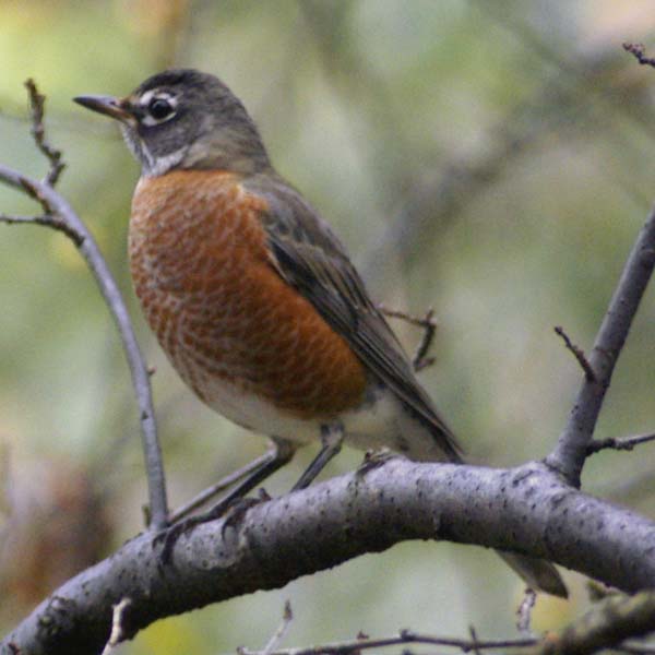 American robin on branch
