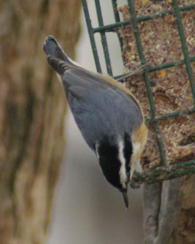 Rose-breasted nuthatch