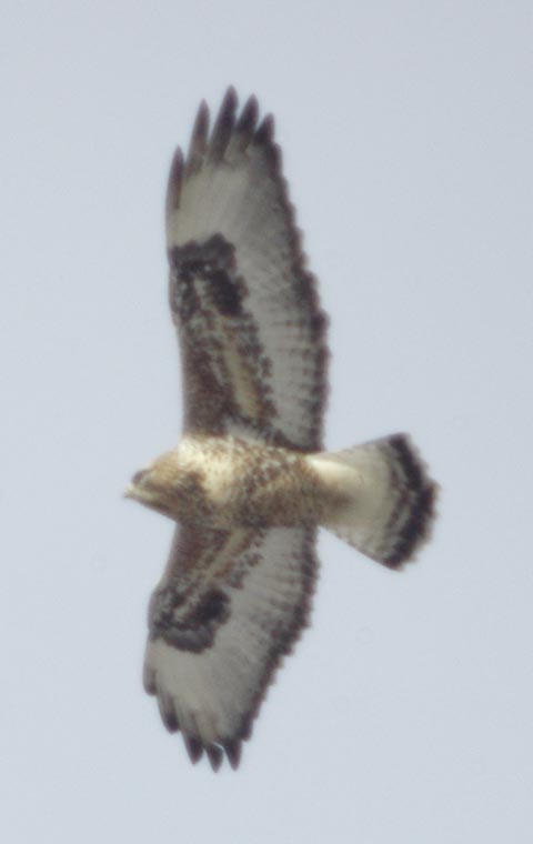 Rough-legged hawk