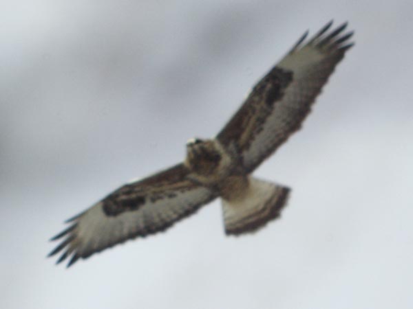 Rough-legged hawk through branches