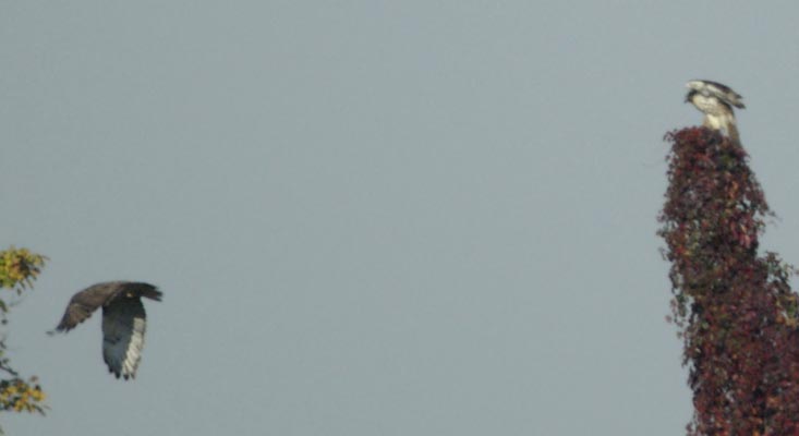 Red-tailed hawks flying away and settling down