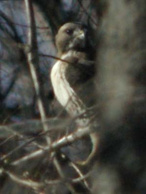 The peeking red-tailed hawk