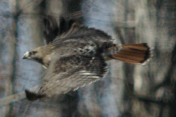 Red-tailed hawk in flight