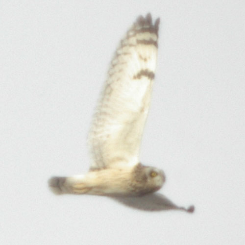 Short-eared owl in flight