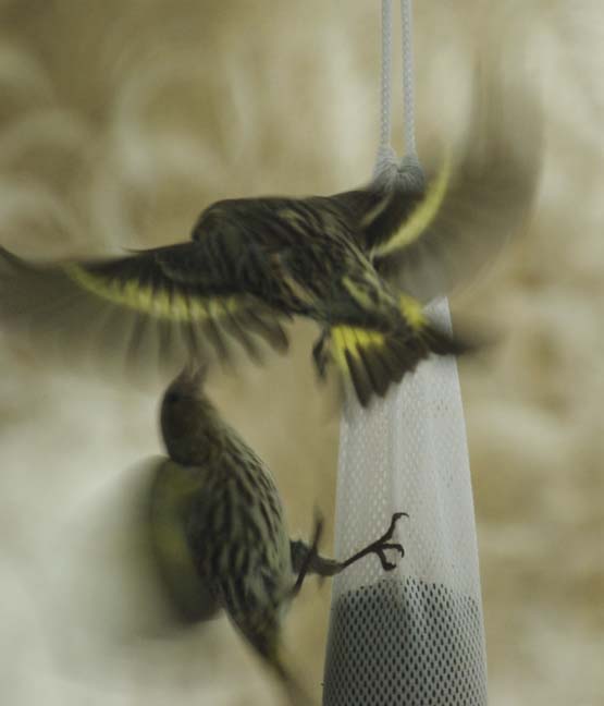 Pine siskin fight
