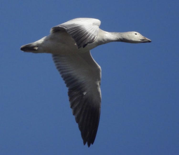 Juvenile snow goose