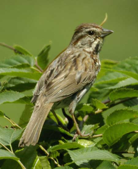 Song sparrow